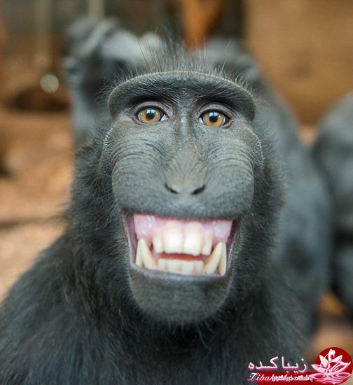 من شما را به چالش دعوت میکنم!